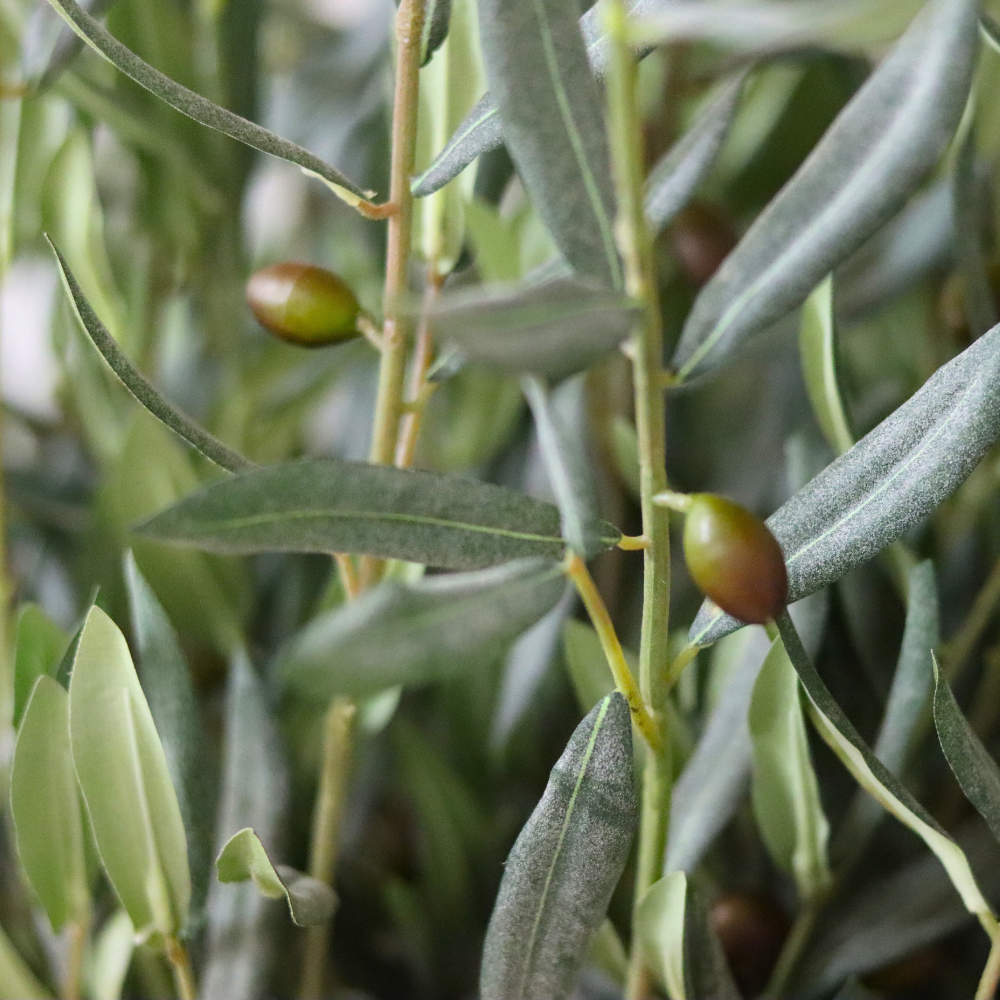 5 Olives