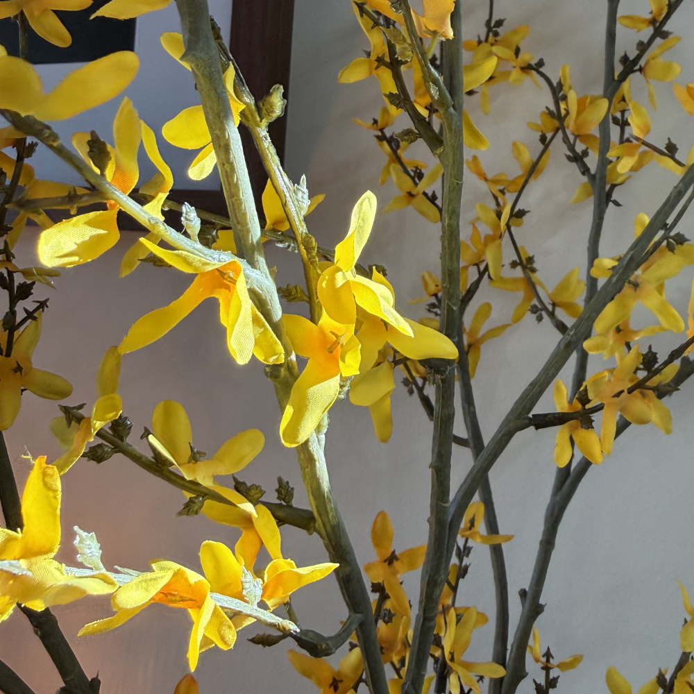 Forsythia