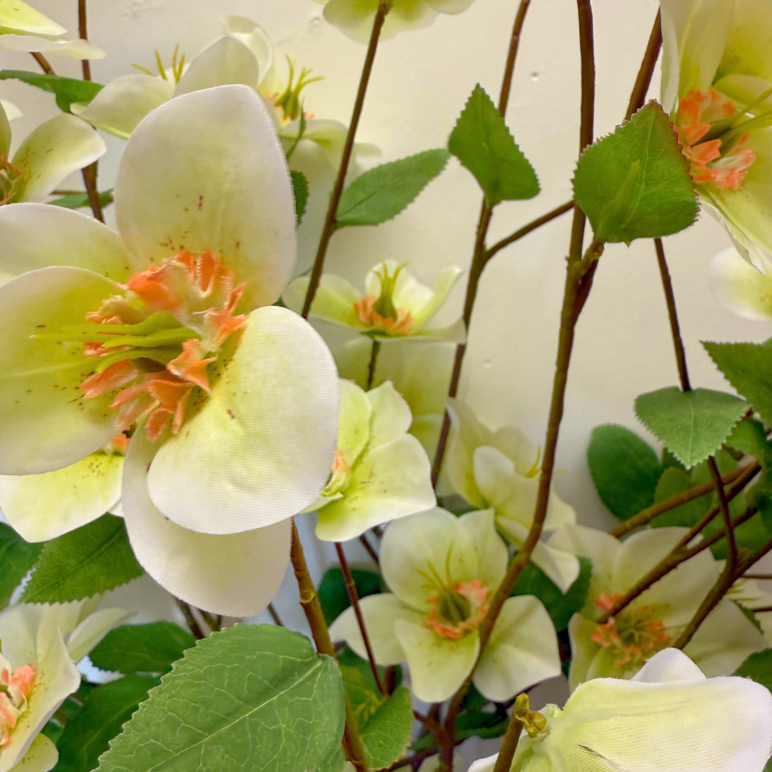 Helleborus